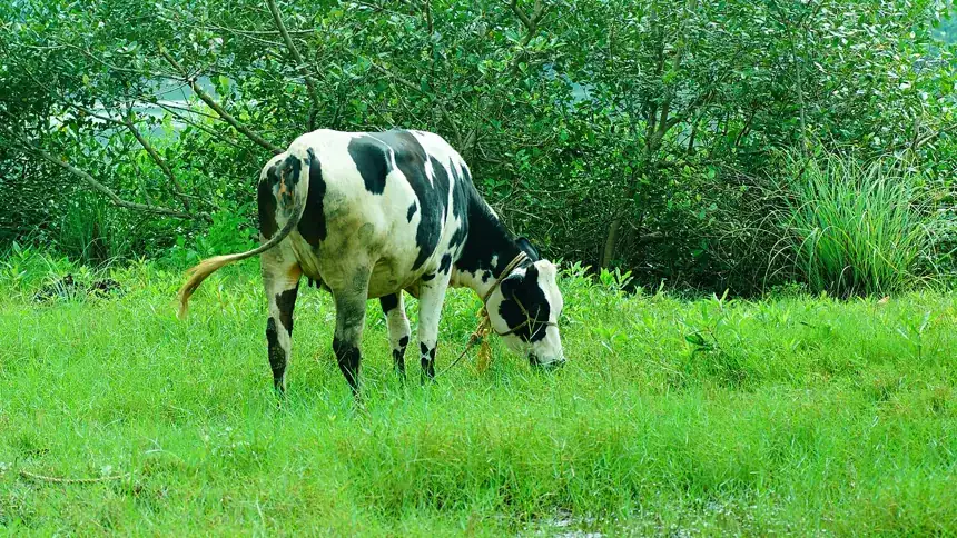 गौ रक्षा एवं सेवा